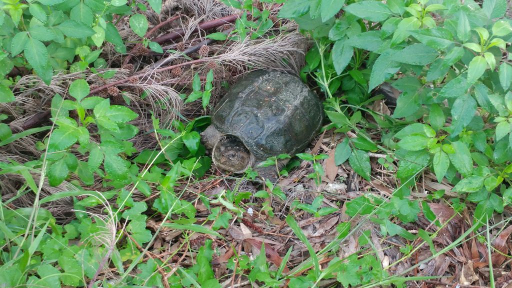 Common Snapping Turtle (South Florida) 